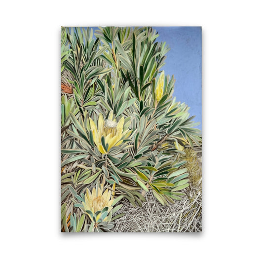 Cederberg Proteas