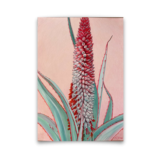 Aloe Flowers II