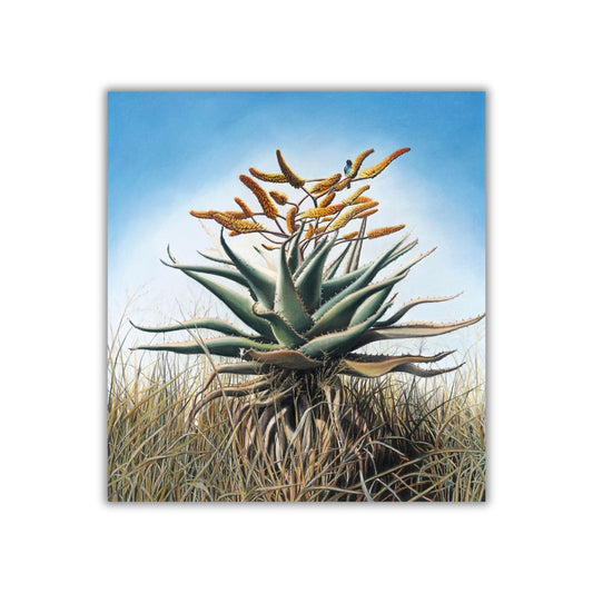 "Kruger Aloe"