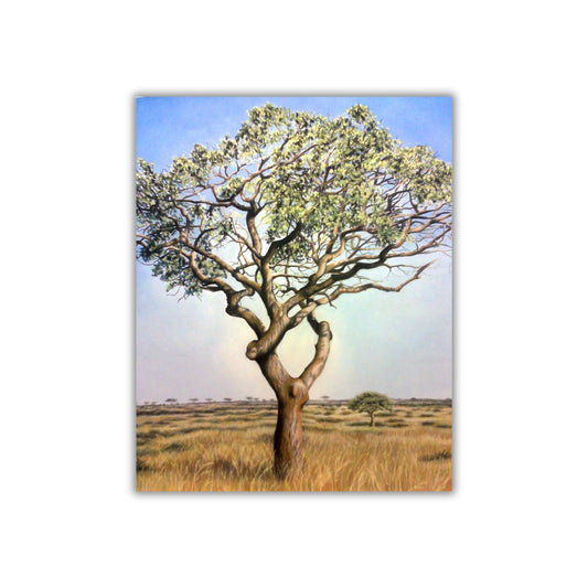 "Marula Tree, Kruger"