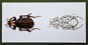 "Beetle with ventral view"