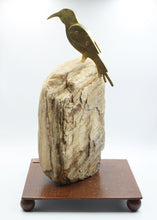 "Kaaimans Female Sugarbird"